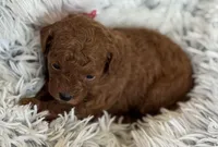Pippa, a female Poodle - Toy  and Miniature Goldendoodle for sale in Monee, IL – 1 of 5