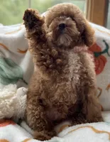 Pico Toy, a male Poodle - Toy  for sale in Monee, IL – 5 of 6