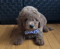Preston, a male Poodle - Toy  and Miniature Goldendoodle for sale in Monee, IL – 4 of 5