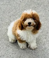 Sparky, a male Poodle - Toy  for sale in Monee, IL – 2 of 5