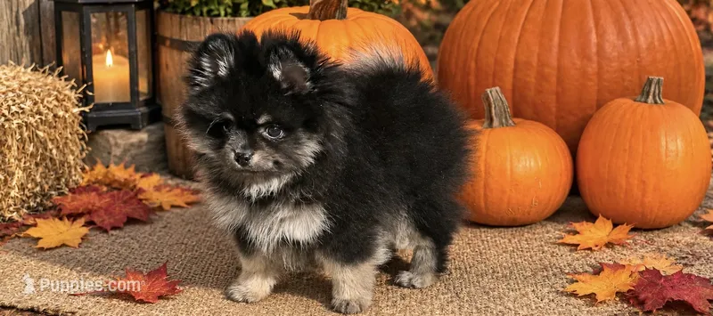 Rolo(tiny) – Pomeranian puppy for sale in Monee, IL