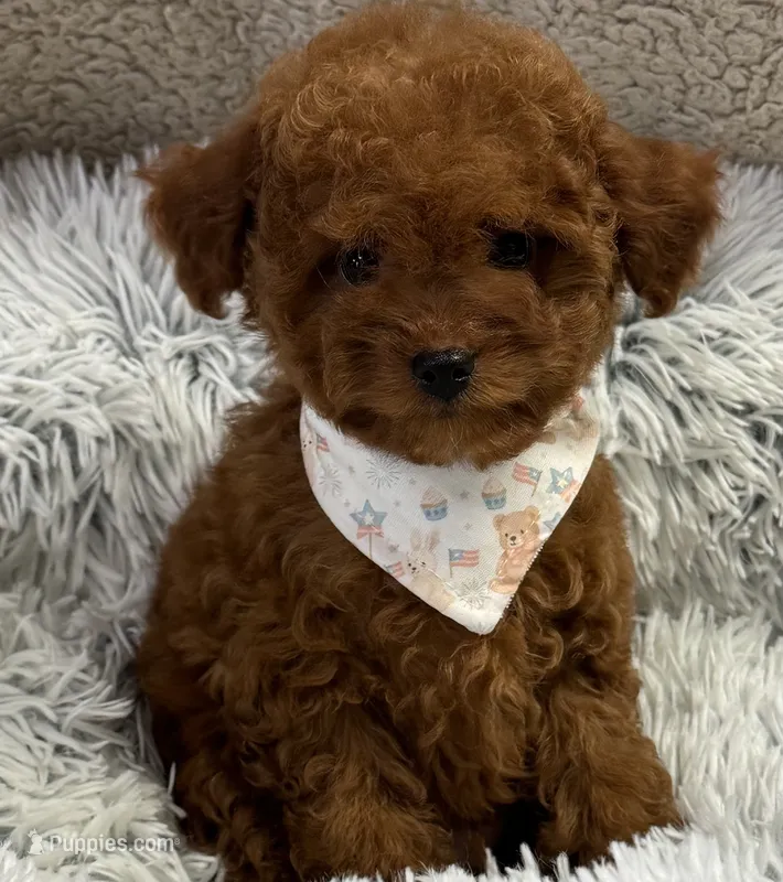 Rocket – Cavapoo, Poodle - Toy  puppy for sale in Monee, IL