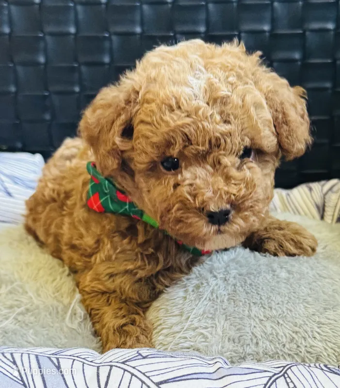 Pierre – Poodle - Toy , Miniature Goldendoodle puppy for sale in Monee, IL
