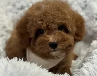 Pierre, a male Poodle - Toy  and Miniature Goldendoodle for sale in Monee, IL – 2 of 5
