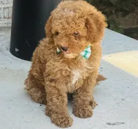 Pierre, a male Poodle - Toy  and Miniature Goldendoodle for sale in Monee, IL – 4 of 5