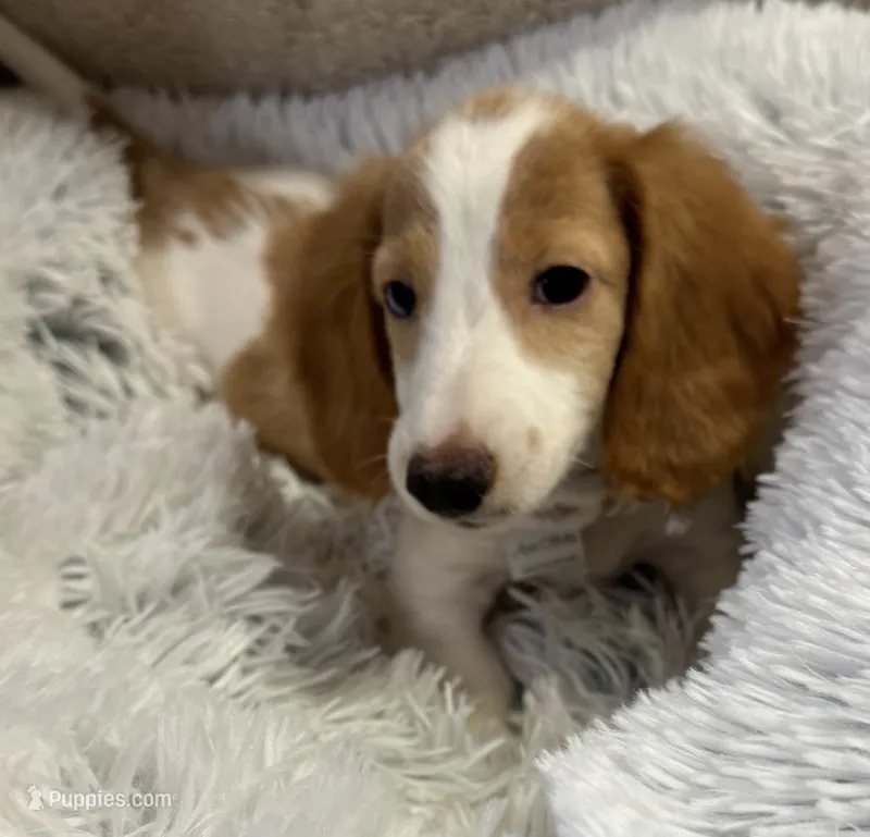 Stogie AKC  – Miniature Dachshund puppy for sale in Monee, IL