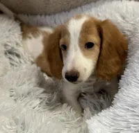 Stogie AKC , a male Miniature Dachshund for sale in Monee, IL – 3 of 5