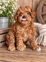 Tulip AKC, a female Poodle - Toy  for sale in Monee, IL – 4 of 4