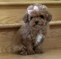 Lilly AKC, a female Poodle - Toy  for sale in Monee, IL – 4 of 5