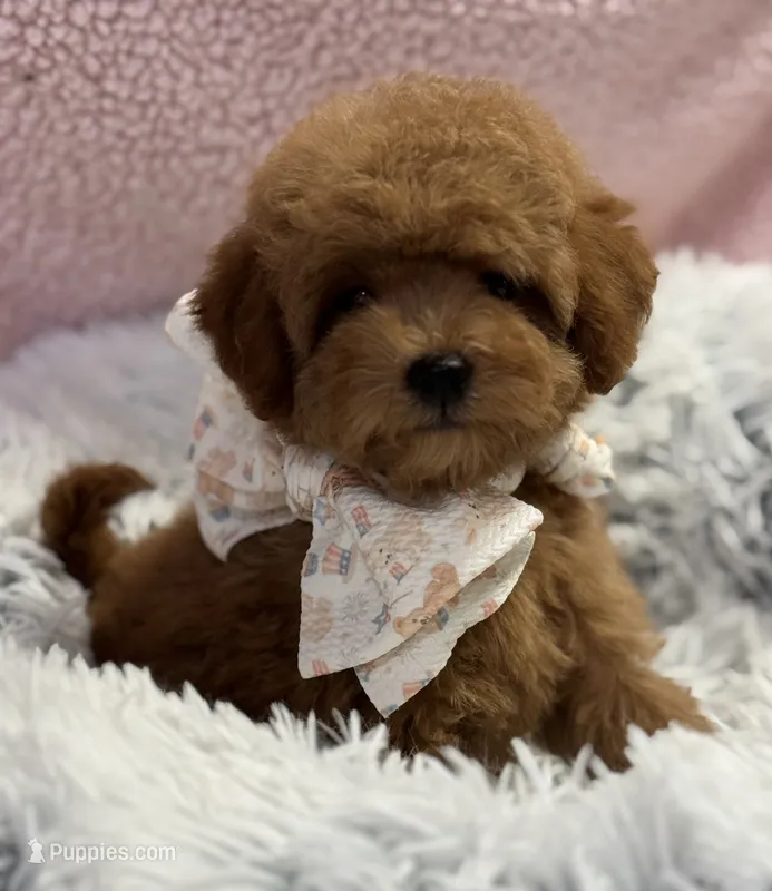 Pixie – Poodle - Toy , Miniature Goldendoodle puppy for sale in Monee, IL