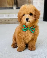 Roman AKC, a male Poodle - Toy  for sale in Monee, IL – 3 of 5