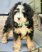 Hugo, a male Miniature Bernedoodle for sale in Monee, IL – 2 of 5