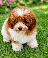 Sparky, a male Poodle - Toy  for sale in Monee, IL – 4 of 5