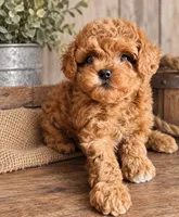 Tulip AKC, a female Poodle - Toy  for sale in Monee, IL – 2 of 4