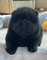 Kuro, a male Chow Chow for sale in Monee, IL – Photo 1 of 6