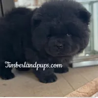 Che, a male Chow Chow for sale in Monee, IL – Photo 3 of 4