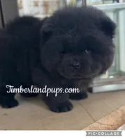 Chi, a male Chow Chow for sale in Monee, IL – Photo 2 of 4