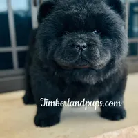 Che, a male Chow Chow for sale in Monee, IL – Photo 2 of 4