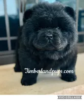 Chi, a male Chow Chow for sale in Monee, IL – Photo 3 of 4