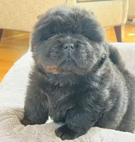 Kuro, a male Chow Chow for sale in Monee, IL – Photo 2 of 6