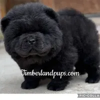 Che, a male Chow Chow for sale in Monee, IL – Photo 1 of 4