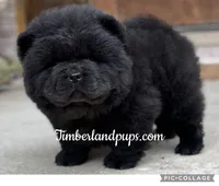 Chi, a male Chow Chow for sale in Monee, IL – Photo 1 of 4