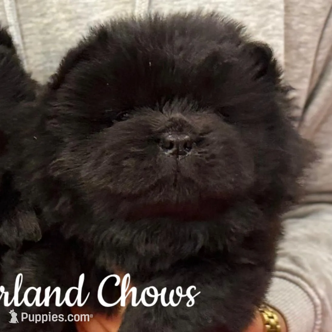 MunChi, a male Chow Chow for sale in Monee, IL – Photo 3 of 4