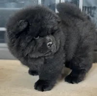 MunChi, a male Chow Chow for sale in Monee, IL – Photo 2 of 4