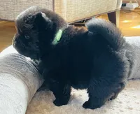 Kuro, a male Chow Chow for sale in Monee, IL – Photo 5 of 6