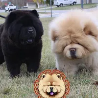 Che, a male Chow Chow for sale in Monee, IL – Photo 4 of 4