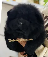 MunChi, a male Chow Chow for sale in Monee, IL – Photo 1 of 4