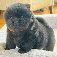 Kuro, a male Chow Chow for sale in Monee, IL – Photo 4 of 6