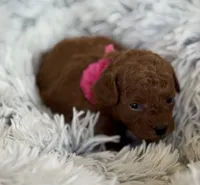 Pippa, a female Poodle - Toy  and Miniature Goldendoodle for sale in Monee, IL – 4 of 5
