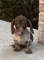 Sebastian , a male Miniature Dachshund for sale in Monee, IL – 2 of 6