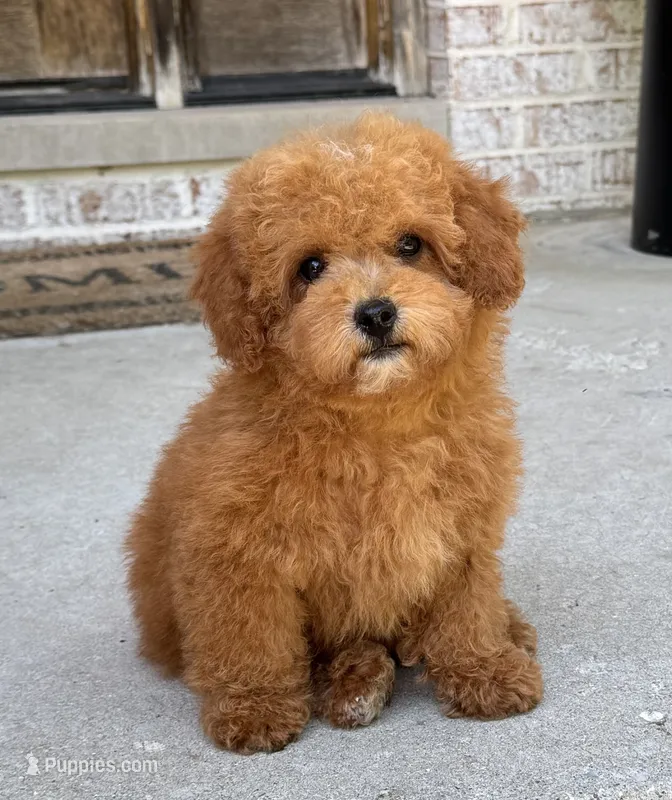 Roman AKC – Poodle - Toy  puppy for sale in Monee, IL