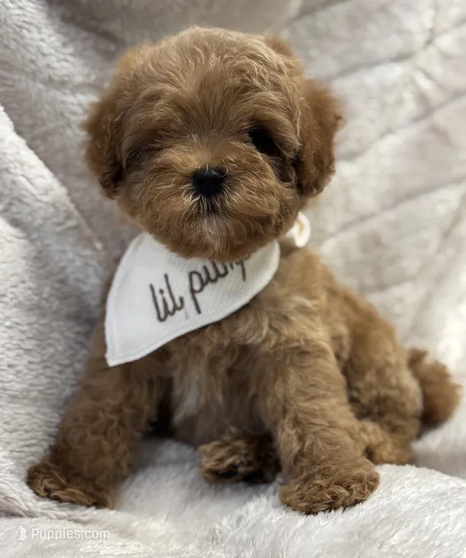 Romeo Tiny – Cavapoo, Poodle - Toy  puppy for sale in Monee, IL