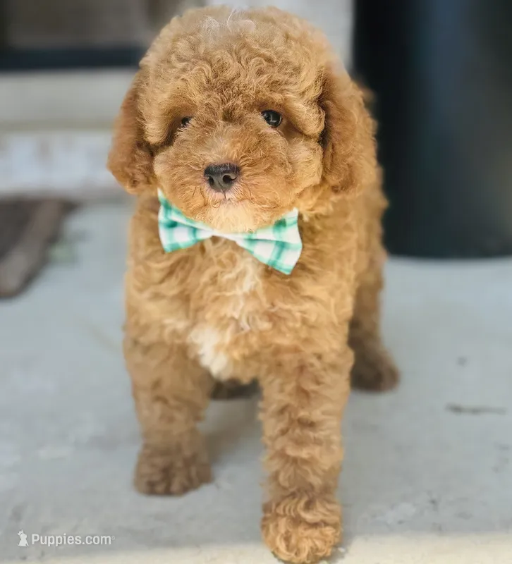 Piper – Poodle - Toy , Miniature Goldendoodle puppy for sale in Monee, IL