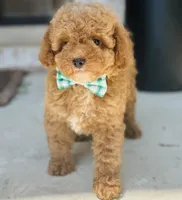 Pierre, a male Poodle - Toy  and Miniature Goldendoodle for sale in Monee, IL – 1 of 5