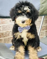 Murphy , a male Poodle - Miniature  and Miniature Bernedoodle for sale in Monee, IL – 2 of 4