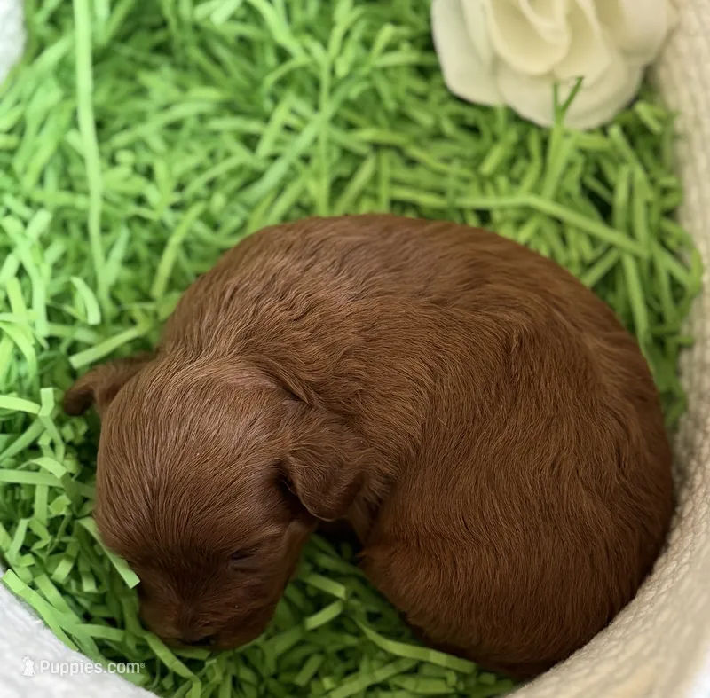Kenzo – Cavapoo, Poodle - Toy  puppy for sale in Monee, IL