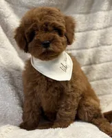 Rio, a male Cavapoo and Poodle - Toy  for sale in Monee, IL – 3 of 5