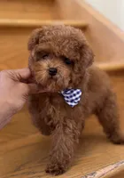 Tiny Mochi AKC, a male Poodle - Toy  for sale in Monee, IL – 3 of 7