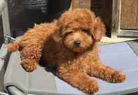 Oakley AKC, a male Poodle - Toy  for sale in Monee, IL – 5 of 5