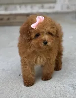 Rose AKC, a female Poodle - Toy  for sale in Monee, IL – 3 of 5