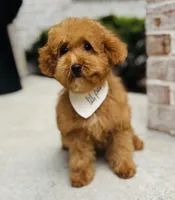 Ollie AKC, a male Poodle - Toy  for sale in Monee, IL – 3 of 6