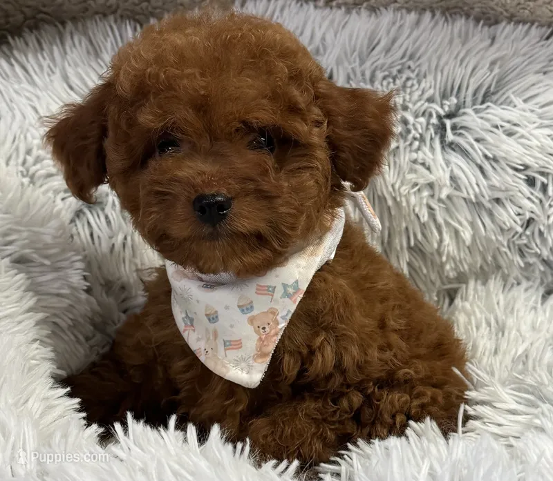 Rocket – Cavapoo, Poodle - Toy  puppy for sale in Monee, IL