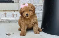 Pixie, a female Poodle - Toy  and Miniature Goldendoodle for sale in Monee, IL – 3 of 5