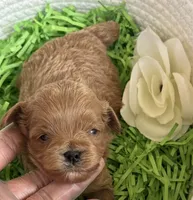 Kashmir, a male Cavapoo and Poodle - Toy  for sale in Monee, IL – 3 of 5