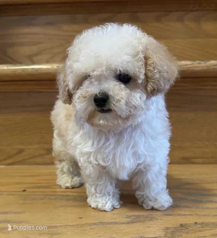 Scooter Teacup – Poodle - Toy  puppy for sale in Monee, IL