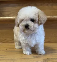 Scooter Teacup, a male Poodle - Toy  for sale in Monee, IL – 1 of 6